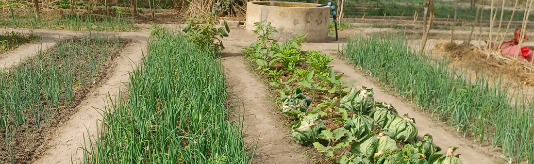 Wurzeln in zwei Welten